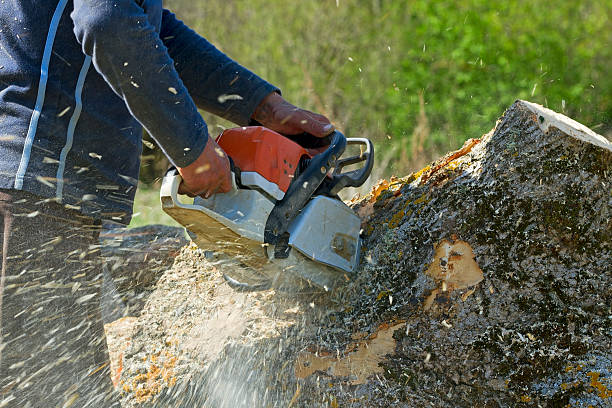 Why Choose Our Tree Removal Services in Kirkland, WA?